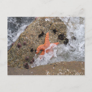 Postal Starfish