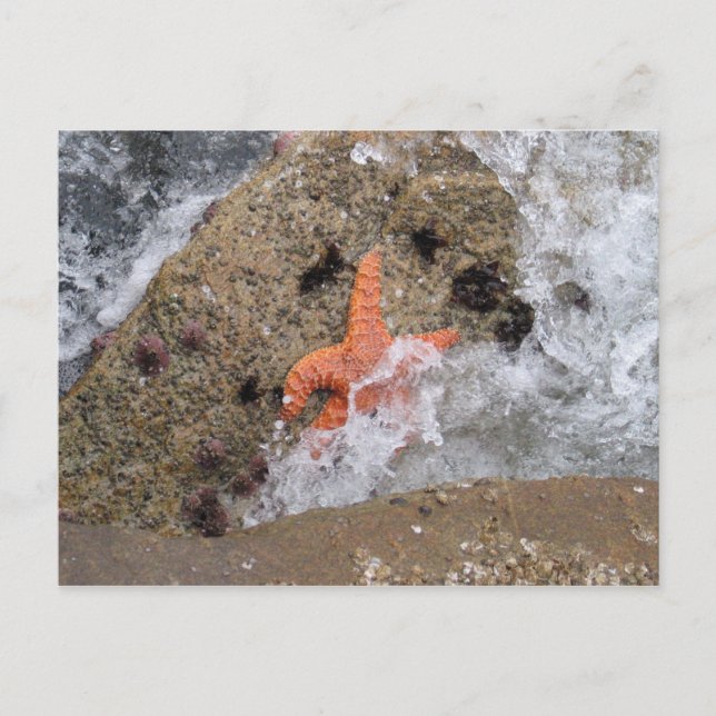 Postal Starfish (Anverso)