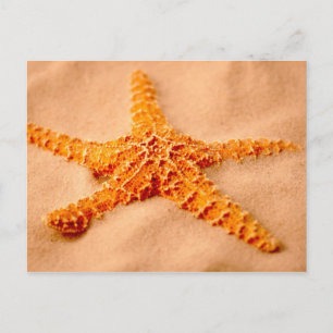Postal Starfish