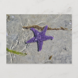 Postal Starfish