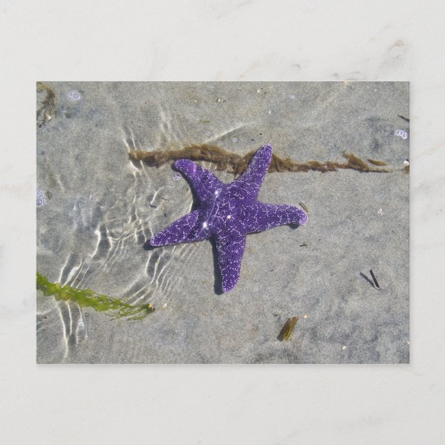 Postal Starfish (Anverso)