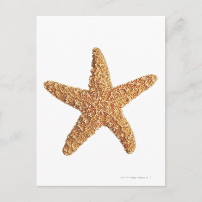 Postal Starfish aislado en blanco (Anverso)