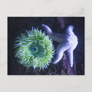 Postal Starfish & Anemone