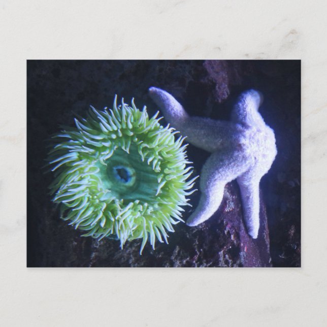 Postal Starfish & Anemone (Anverso)