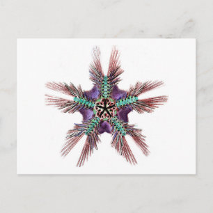 Postal Starfish con brazos Feathery