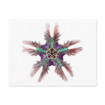 Starfish con brazos Feathery