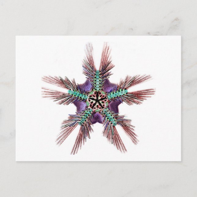 Postal Starfish con brazos Feathery (Anverso)