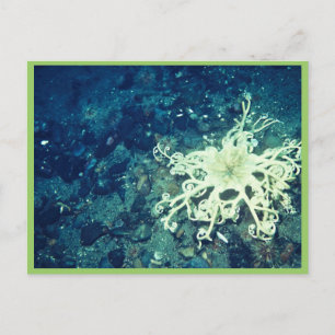 Postal Starfish de cesta
