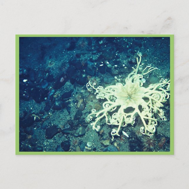 Postal Starfish de cesta (Anverso)