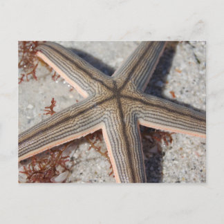 Postal Starfish de la isla Caladesi