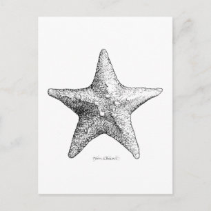 Postal Starfish Dibujando arte estrella en el Mar Blanco