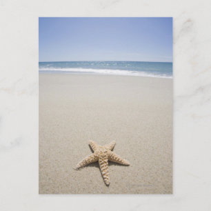 Postal Starfish en la playa a orillas del Océano Atlántic