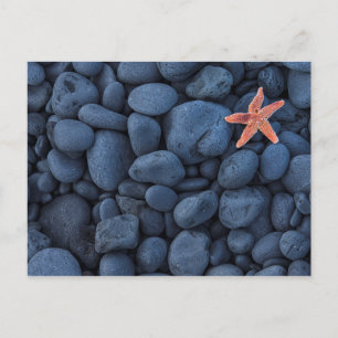Postal Starfish En Rocas Negras A Lo Largo De La Costa   