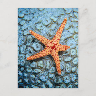 Postal Starfish En Un Coral Con Polillas