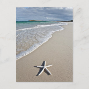 Postal Starfish En Una Playa Remota