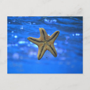 Postal Starfish in the Sea