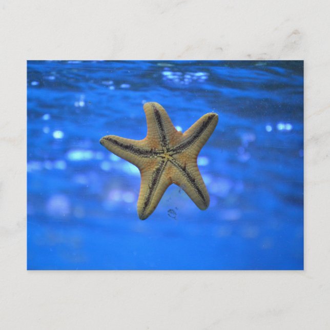 Postal Starfish in the Sea (Anverso)