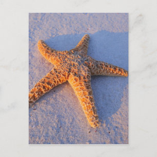 Postal Starfish On White Sand