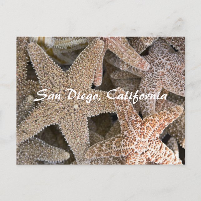 Postal Starfish por todas partes, San Diego, California (Anverso)