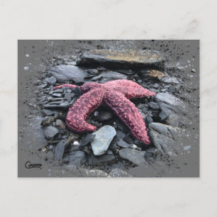Postal Starfish - Postcard