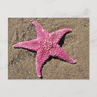 Postal Starfish rosa