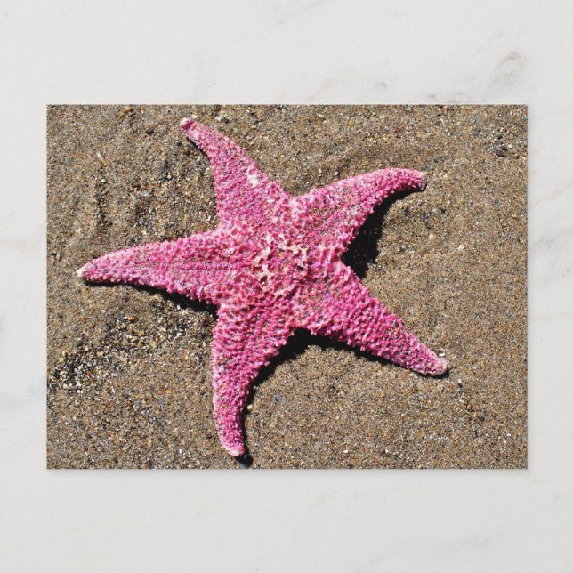 Postal Starfish rosa (Anverso)