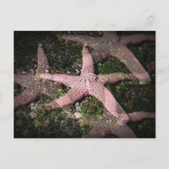 Postal Starfish rosa (Anverso)