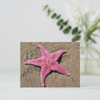 Postal Starfish rosa