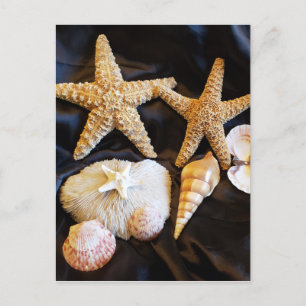 Postal starfish seashelhelhells sealife beach still life 
