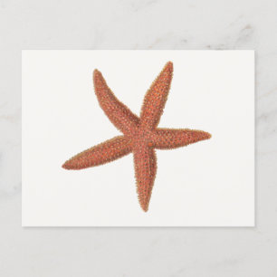Postal Starfish - Sherman Denton Fish Lithograph
