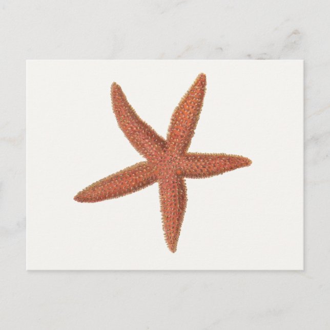 Postal Starfish - Sherman Denton Fish Lithograph (Anverso)