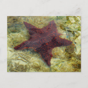 Postal Starfish submarino en Bahamas