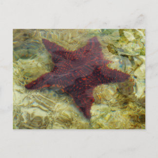 Postal Starfish submarino en Bahamas