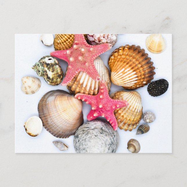 Postal Starfish Tropical Mixed Seasheles (Anverso)