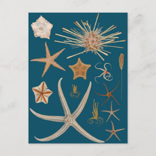 Postal Starfish vintage