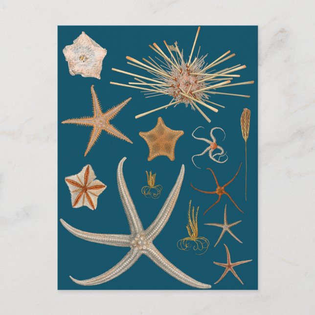 Postal Starfish vintage (Anverso)