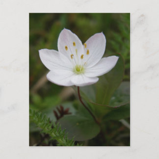 Postal Starflower ártica, isla Unalaska