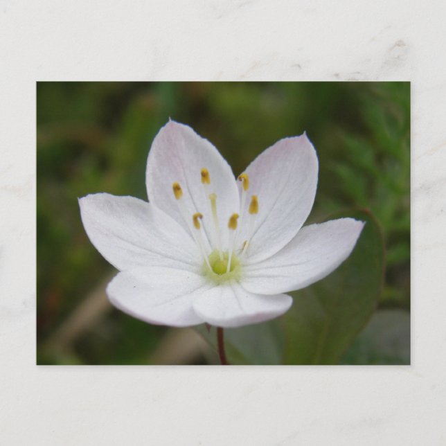 Postal Starflower ártico, Trientalis europaea (Anverso)