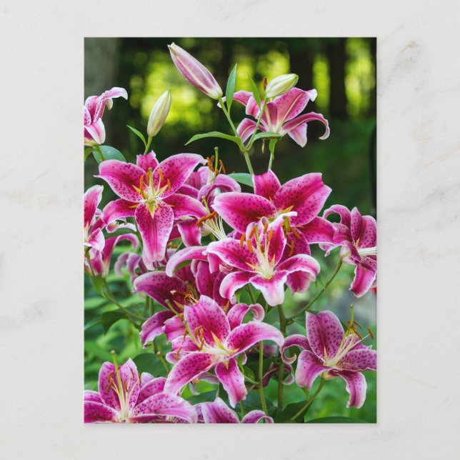 Postal Stargazer Lilies (Anverso)