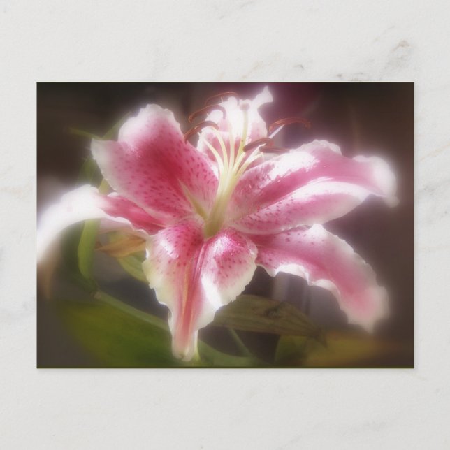 Postal Stargazer Lilies #14 (Anverso)