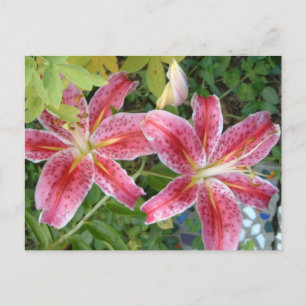 Postal Stargazer Lilies Garden Floral