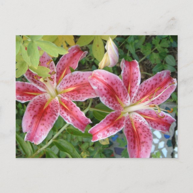 Postal Stargazer Lilies Garden Floral (Anverso)