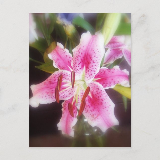 Postal stargazer lilles #2 (Anverso)