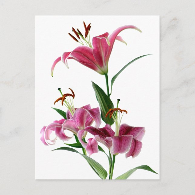 Postal Stargazer Lily (Anverso)