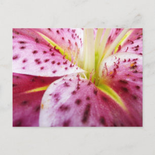 Postal Stargazer Lily Bright Magenta Floral