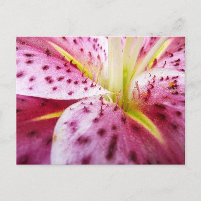 Postal Stargazer Lily Bright Magenta Floral (Anverso)