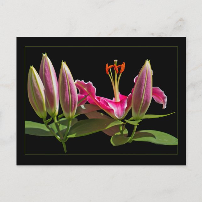 Postal Stargazer Lily Buds y Bloom (Anverso)