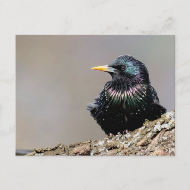 Postal Starling europeo irlandés (Anverso)