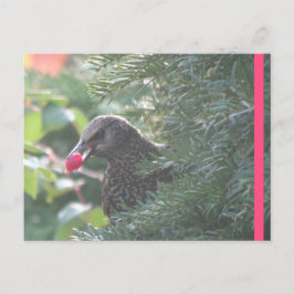 Postal Starling in Yew-Tree DIY Postcard