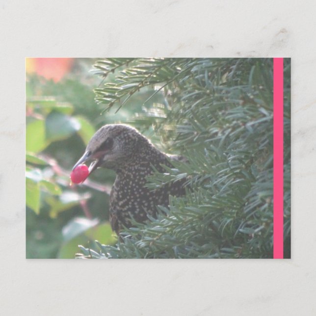 Postal Starling in Yew-Tree DIY Postcard (Anverso)